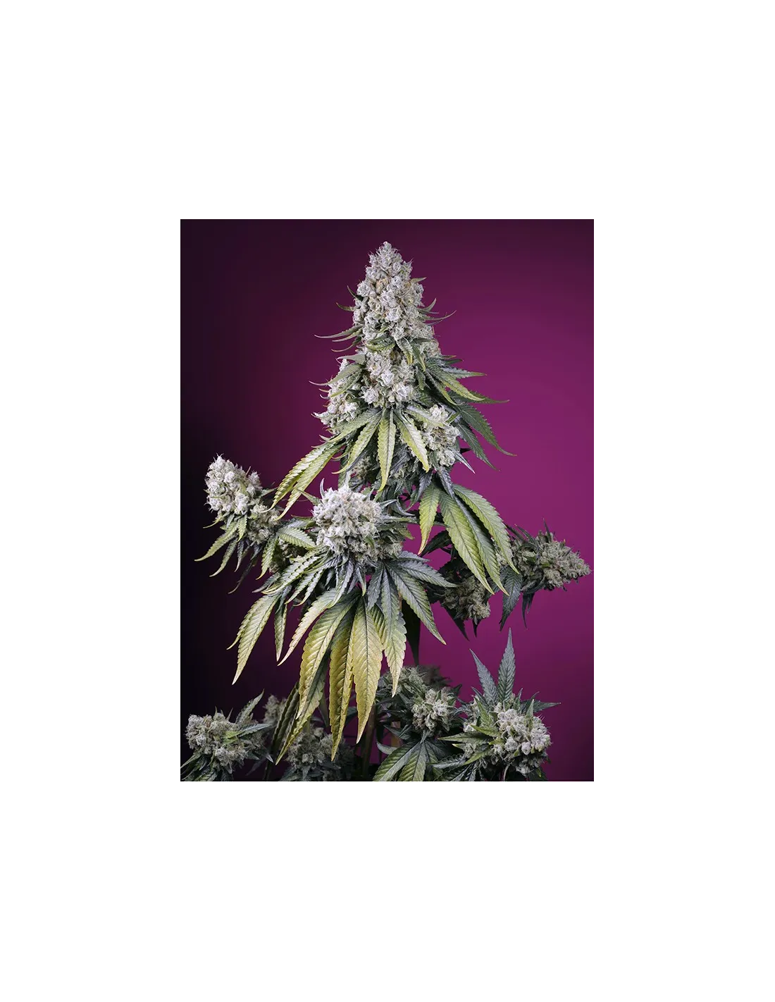 Jealousy Z XL Auto von Sweet Seeds