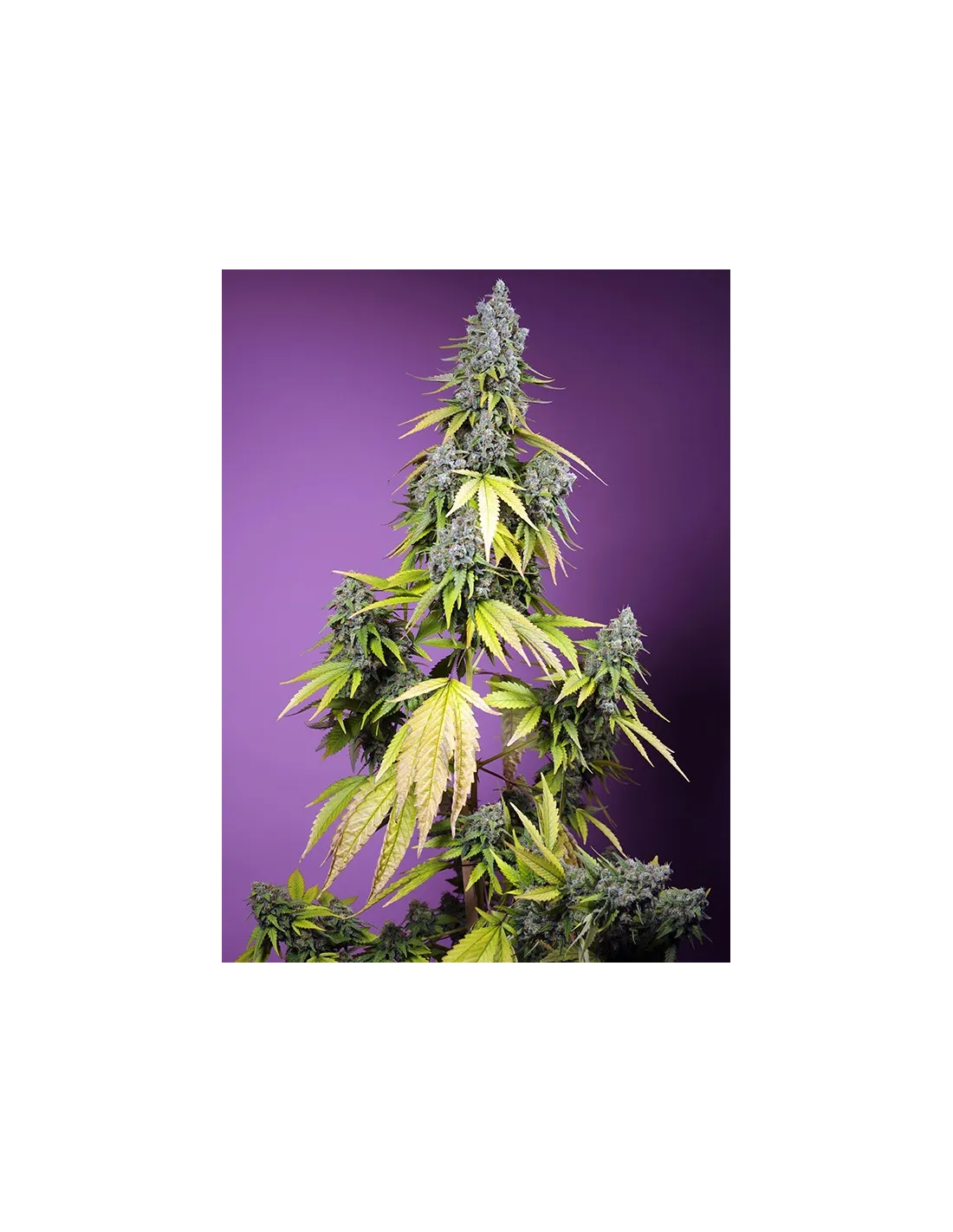 Jet Fuel Mandarine XL Auto von Sweet Seeds