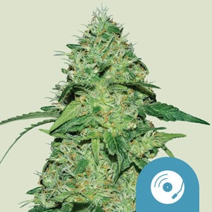 Joanne's CBD von Royal Queen Seeds