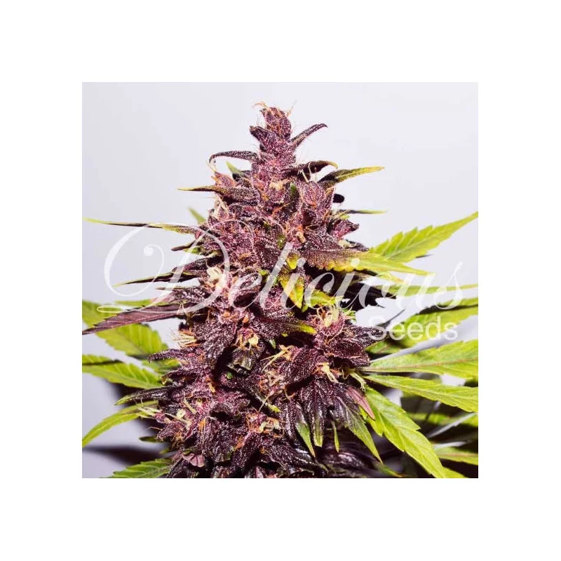 Auto Dark Purple von Delicious Seeds