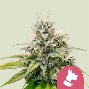 Kali Dog von Royal Queen Seeds