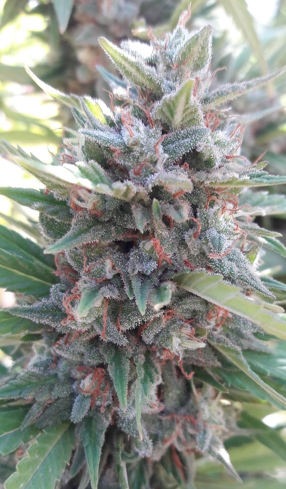Kali China von ACE Seeds