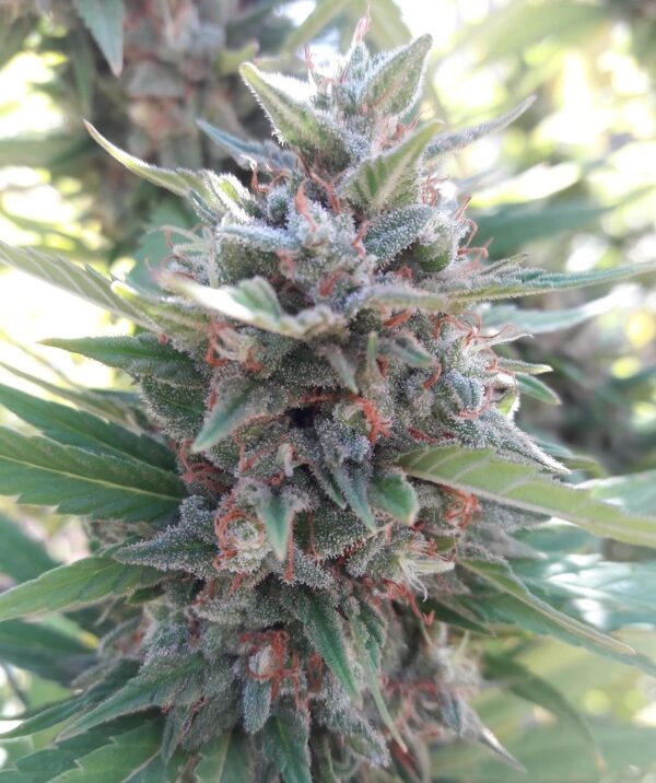 Kali China von ACE Seeds
