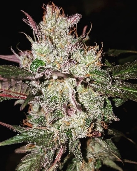 Kali China von ACE Seeds