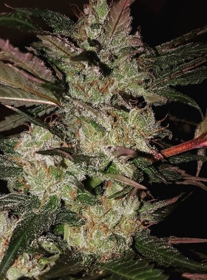 Kali China von ACE Seeds