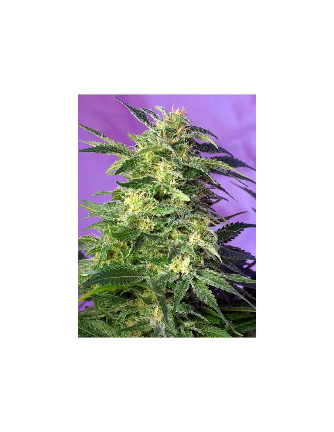Killer Kush Auto von Sweet Seeds
