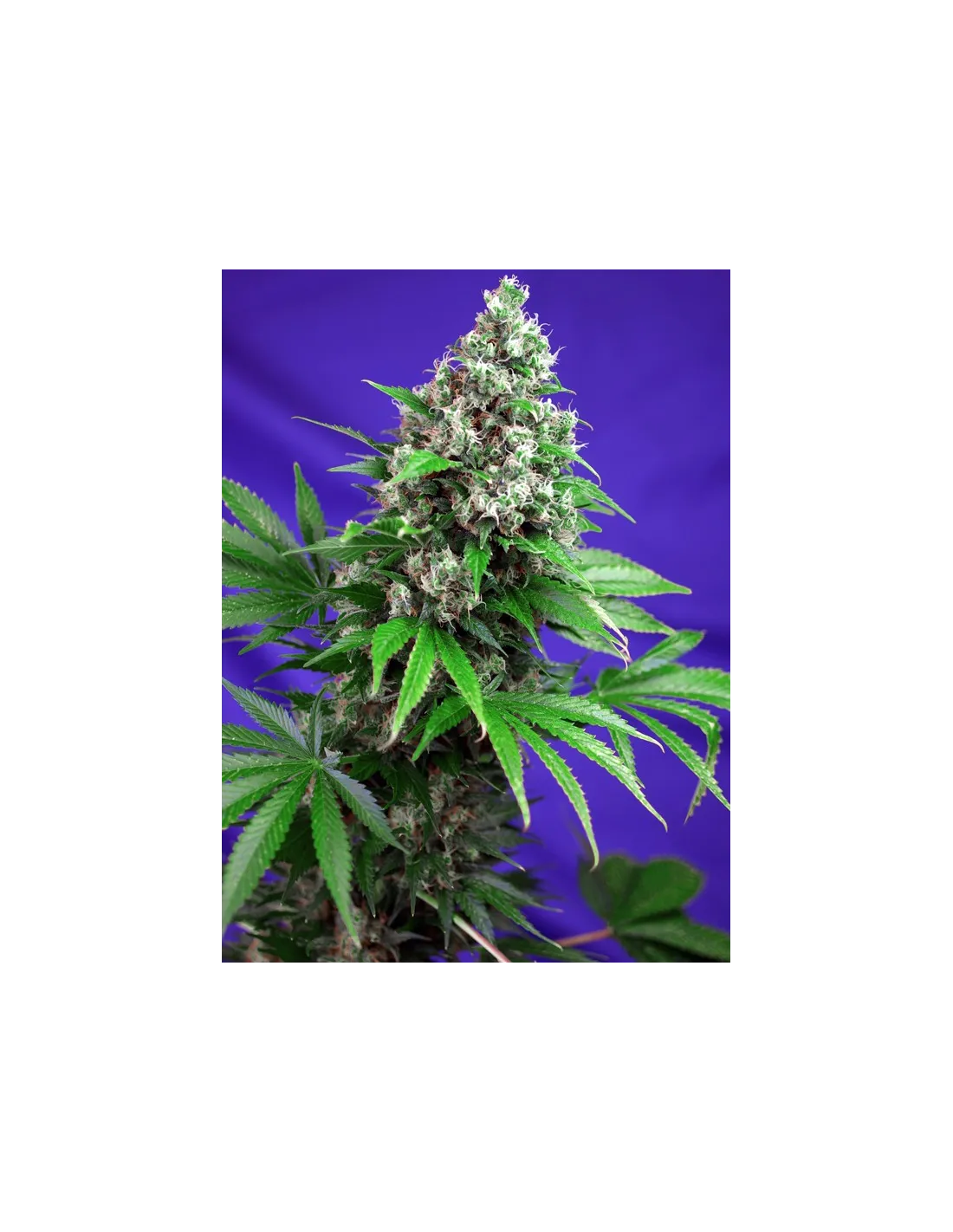 Killer Kush F1 Fast Version von Sweet Seeds