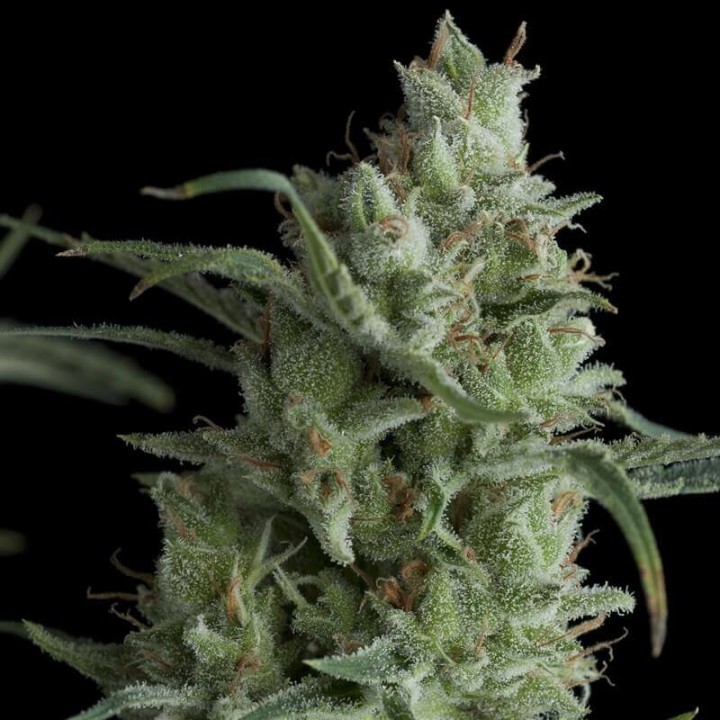 Kryptonite Pyramid Seeds