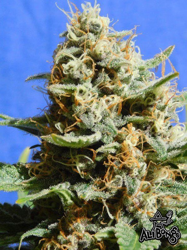 Kush Mintz Fast Original Sensible Seeds