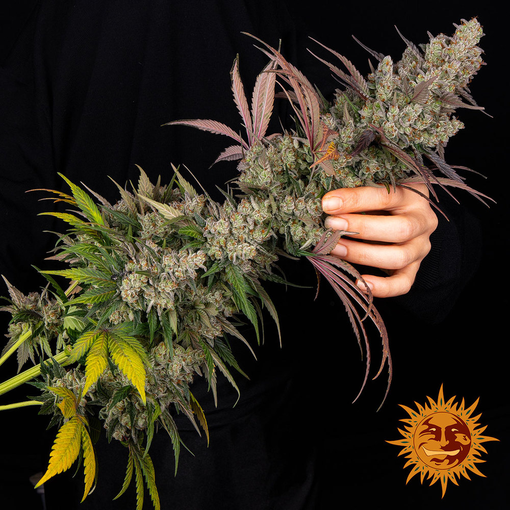Kush Mintz Barney’s Farm