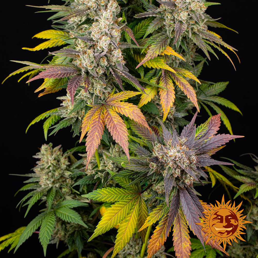 Kush Mintz Barney’s Farm