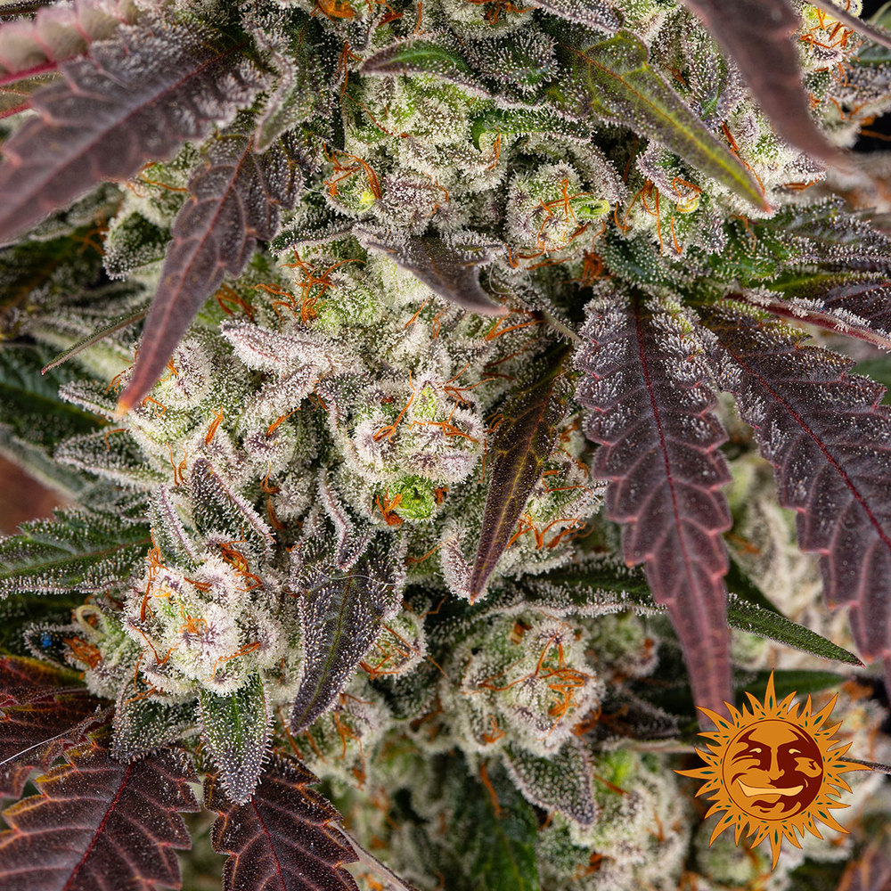 Kush Mintz Barney’s Farm