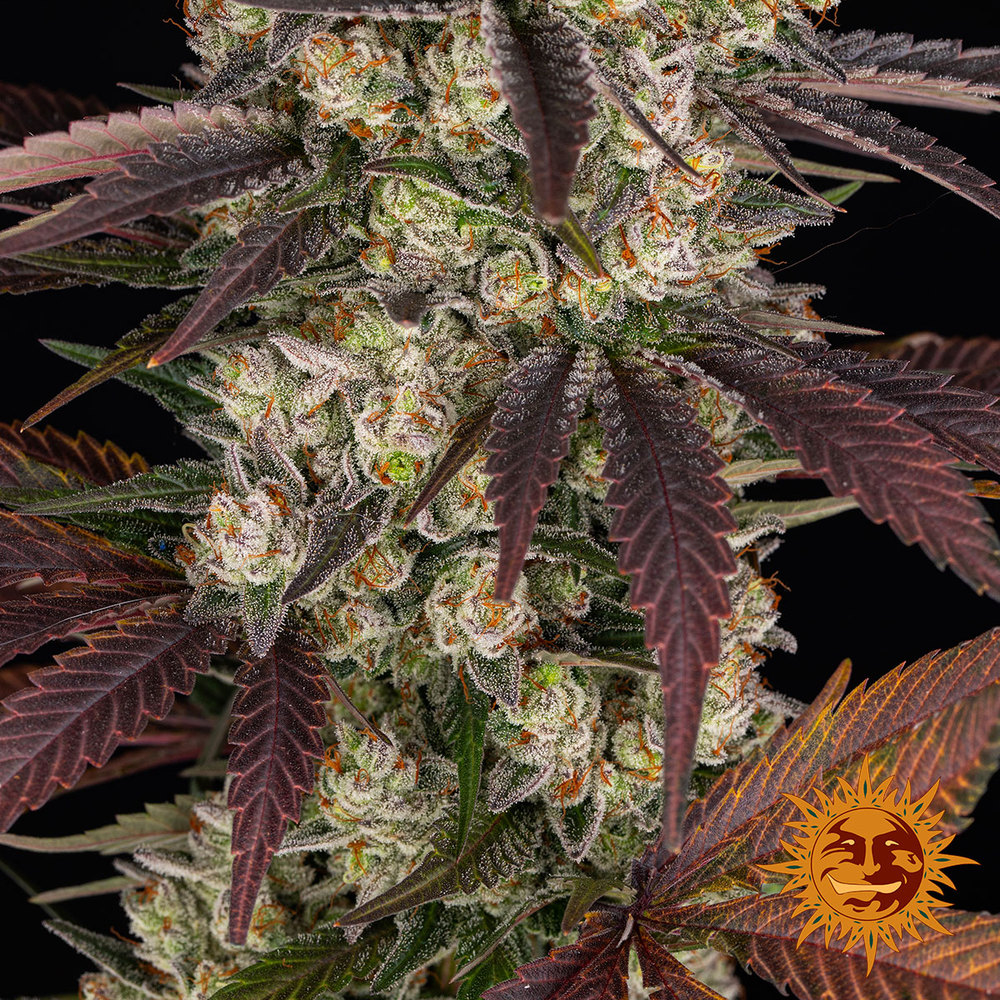 Kush Mintz Barney’s Farm