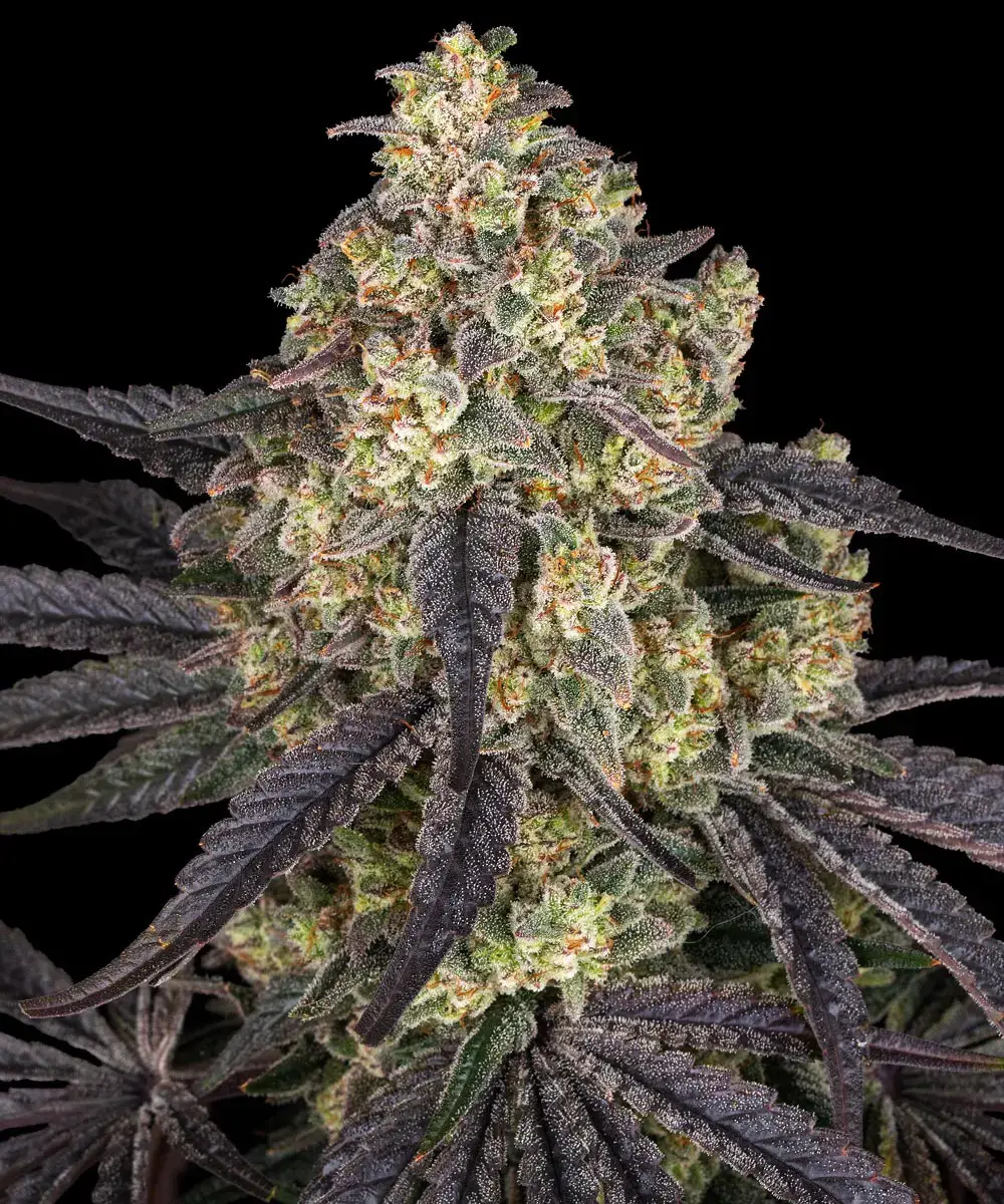 Kush Mintz Barney’s Farm