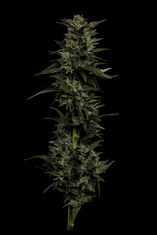 Pistachio von Humboldt Seed Company