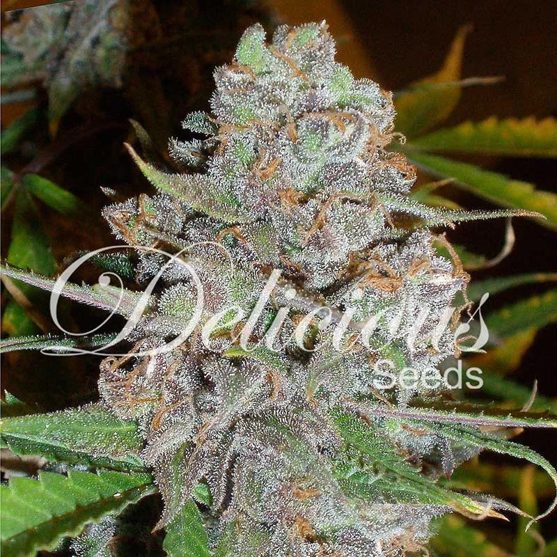 La Diva von Delicious Seeds