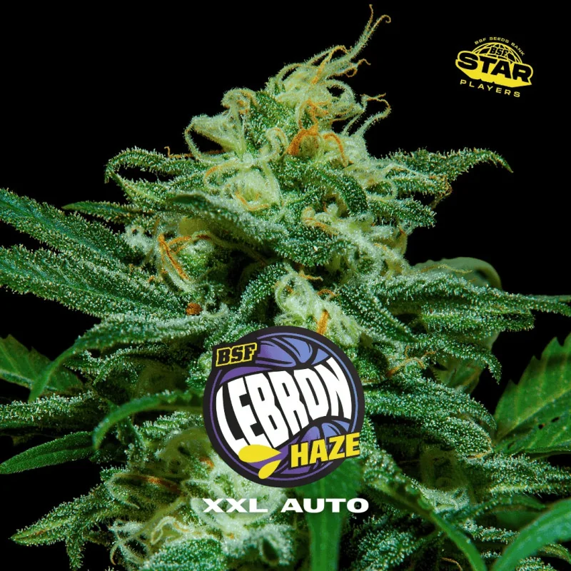 Lebron Haze XXL Auto BSF Seeds