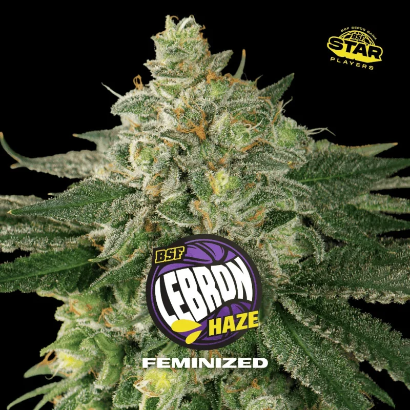 Lebron Haze BSF Seeds