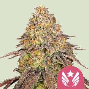 Legendary OG Punch von Royal Queen Seeds
