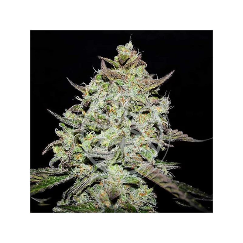 Lemon Gazzy von Delicious Seeds