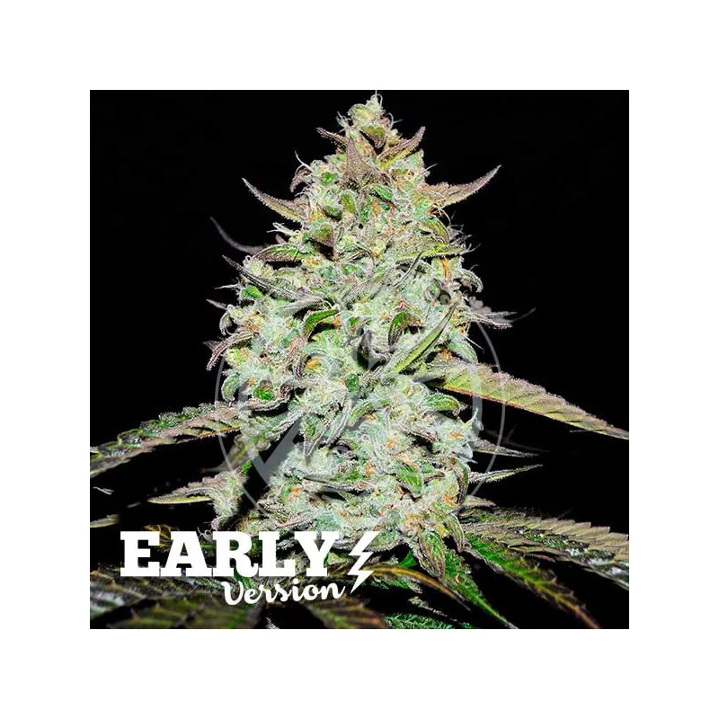 Lemon Gazzy Early Version von Delicious Seeds