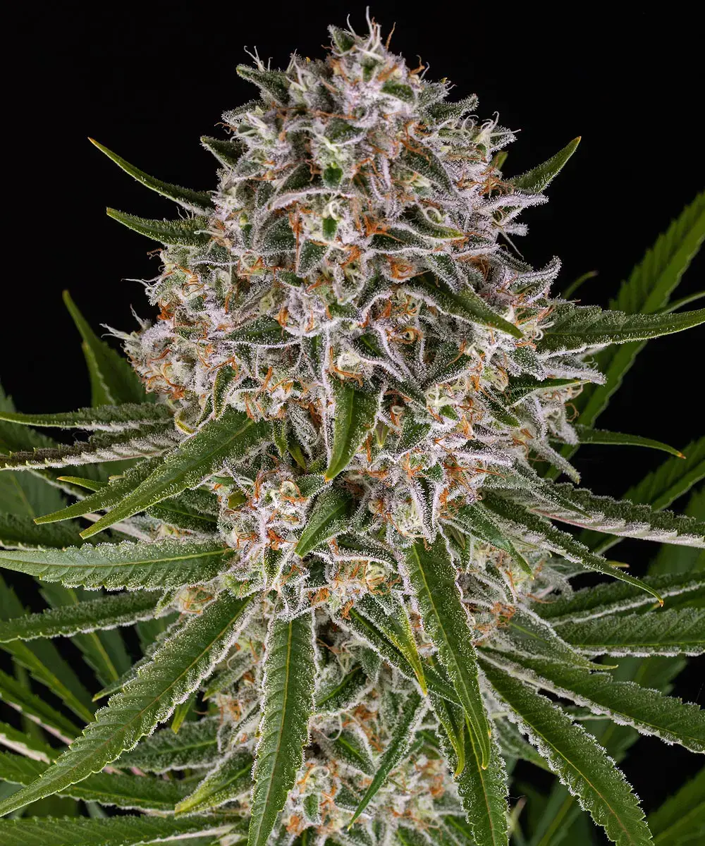 Lemon Haze Auto Barney's Farm