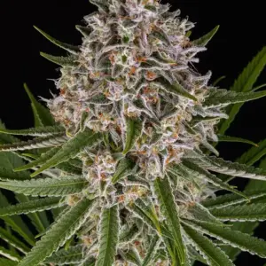 Lemon Haze Auto Barney's Farm