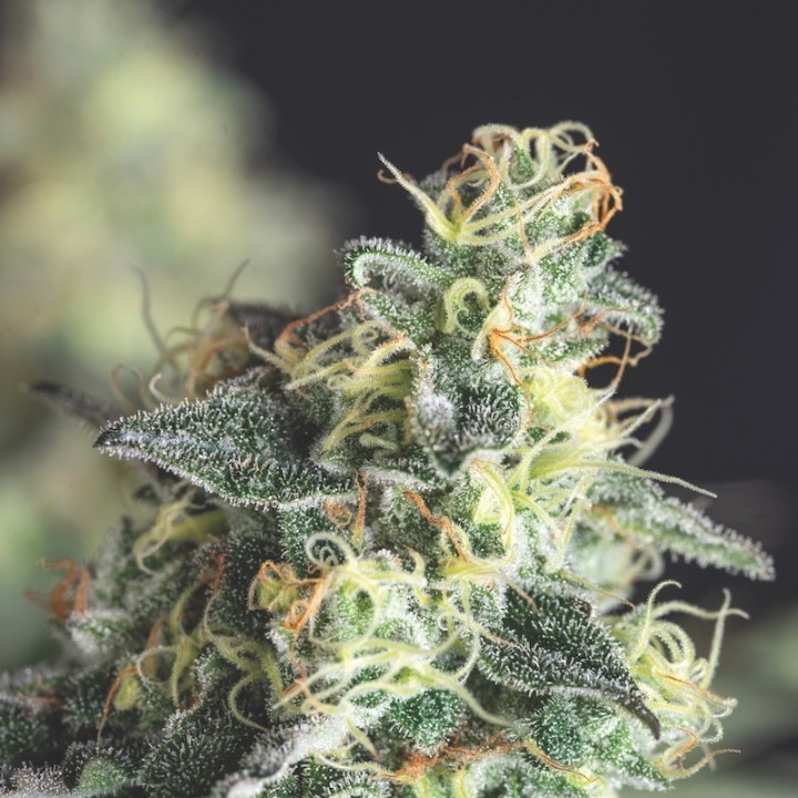 Lemon Larry OG Pyramid Seeds