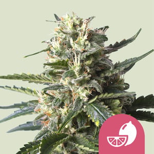 Lemon Shining Silver Haze von Royal Queen Seeds