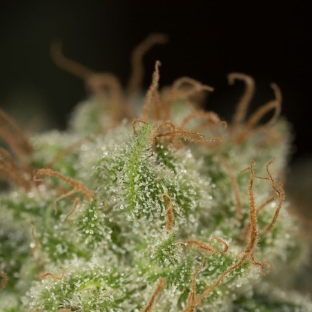 Lemon Tree Fast Silent Seeds
