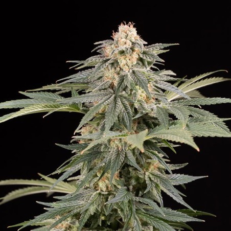 Lemon Tree Fast Silent Seeds