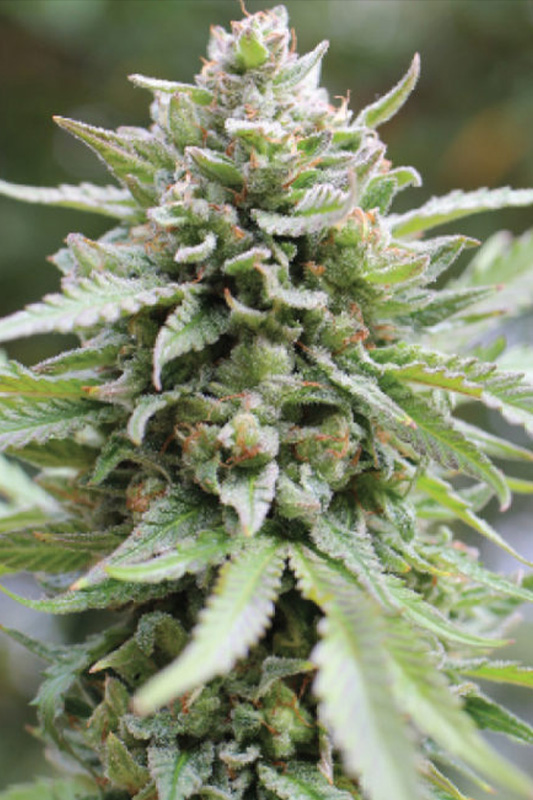 Lemongrass von Humboldt Seed Company