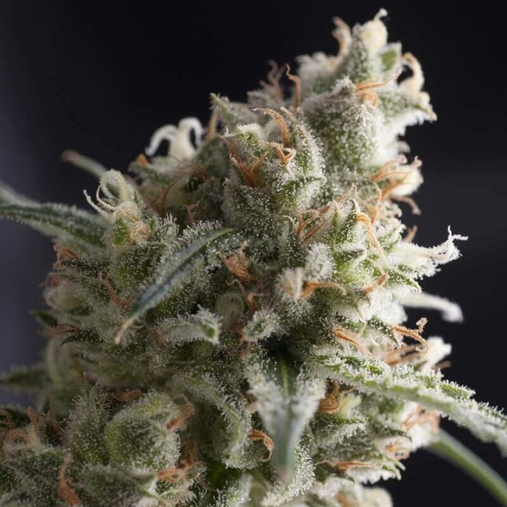 Lennon Pyramid Seeds