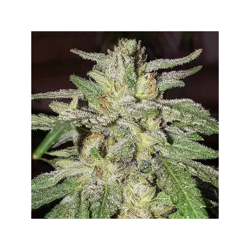 Lord Kush von Delicious Seeds