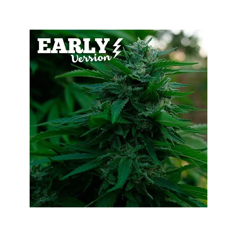 Lord Kush Early Version von Delicious Seeds