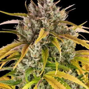 LSD Auto Barney's Farm