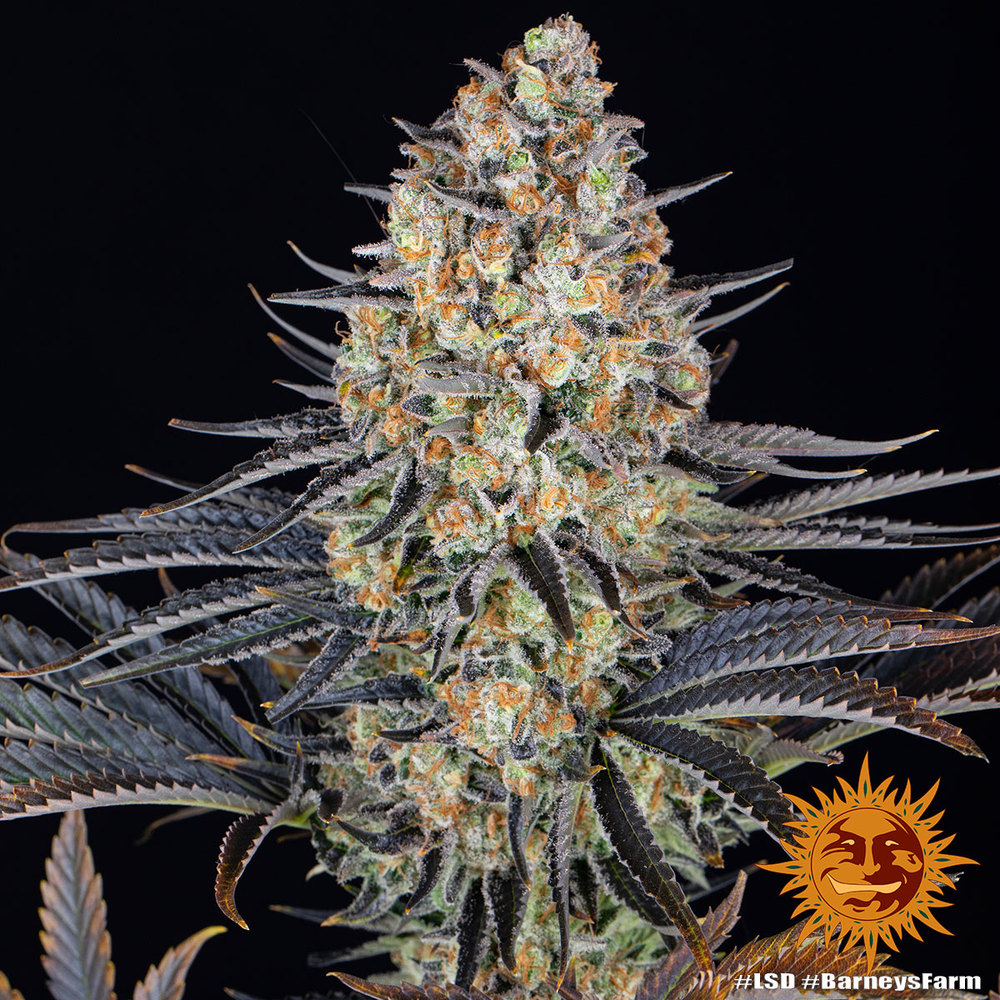 LSD Barney's Farm