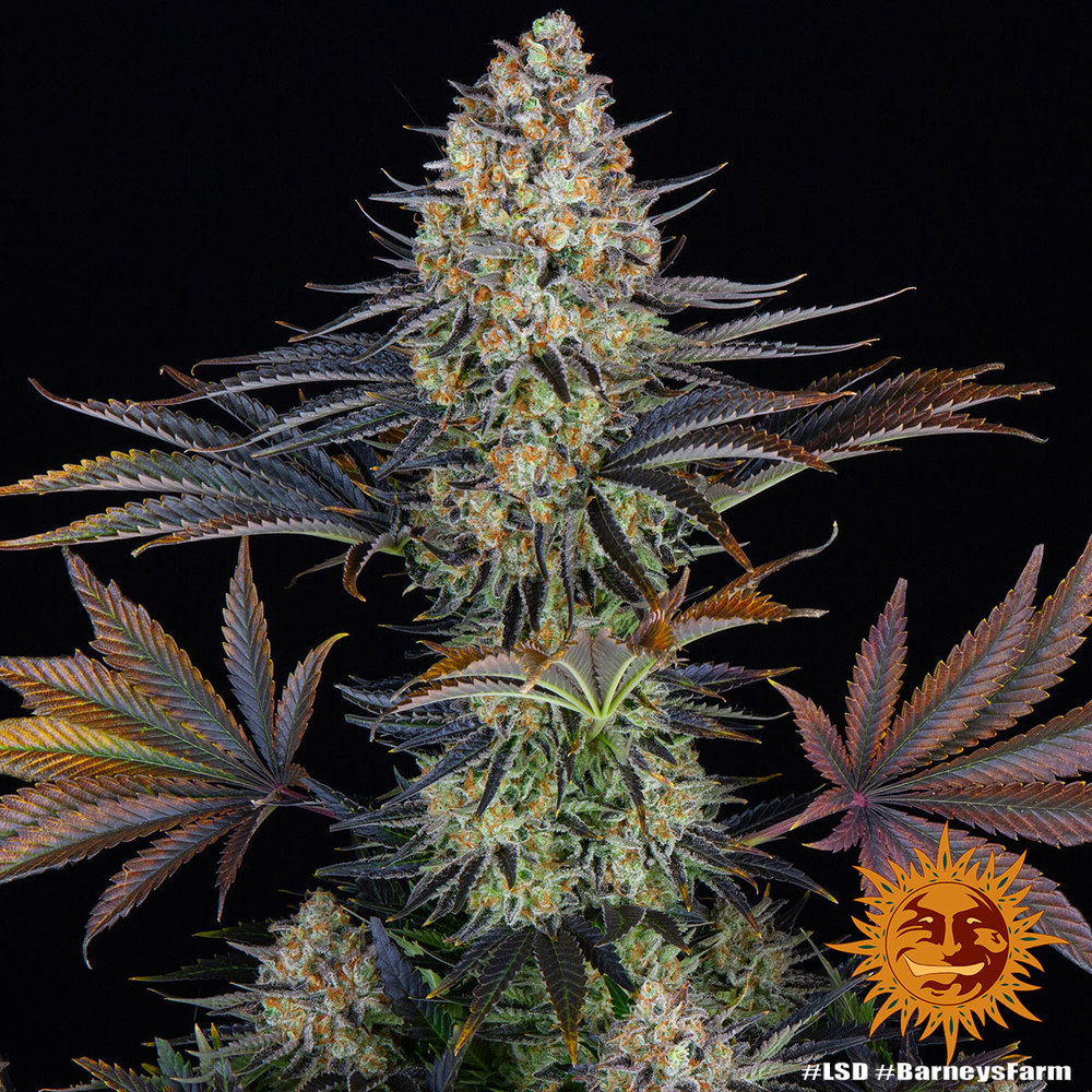 LSD Barney's Farm