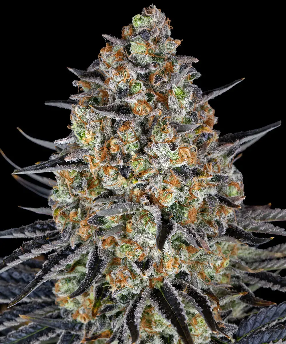 LSD Barney's Farm