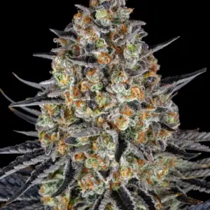 LSD Barney's Farm