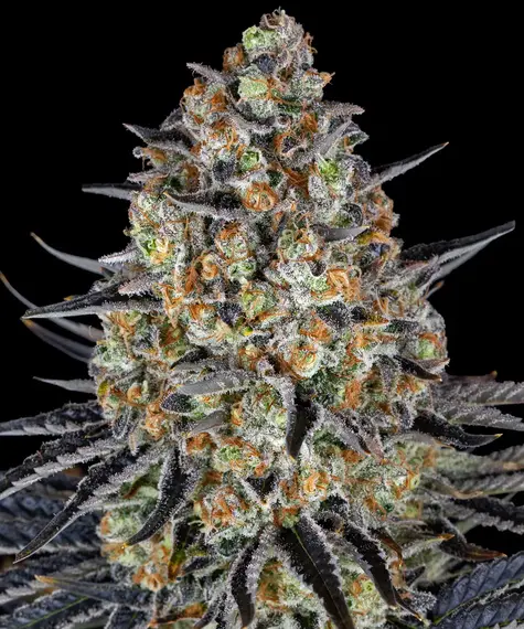 LSD Barney's Farm