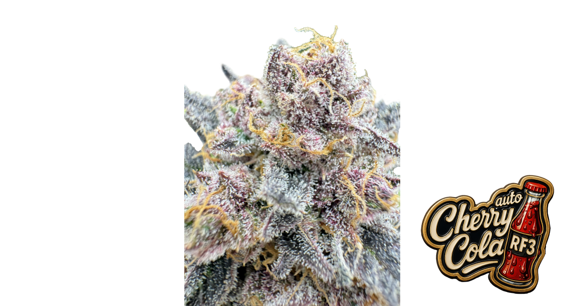 Cherry Cola Auto RF3 von Fast Buds
