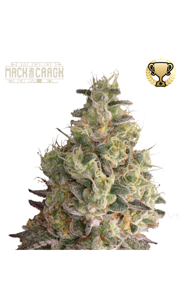 Mack and Crack Auto von Seedstockers