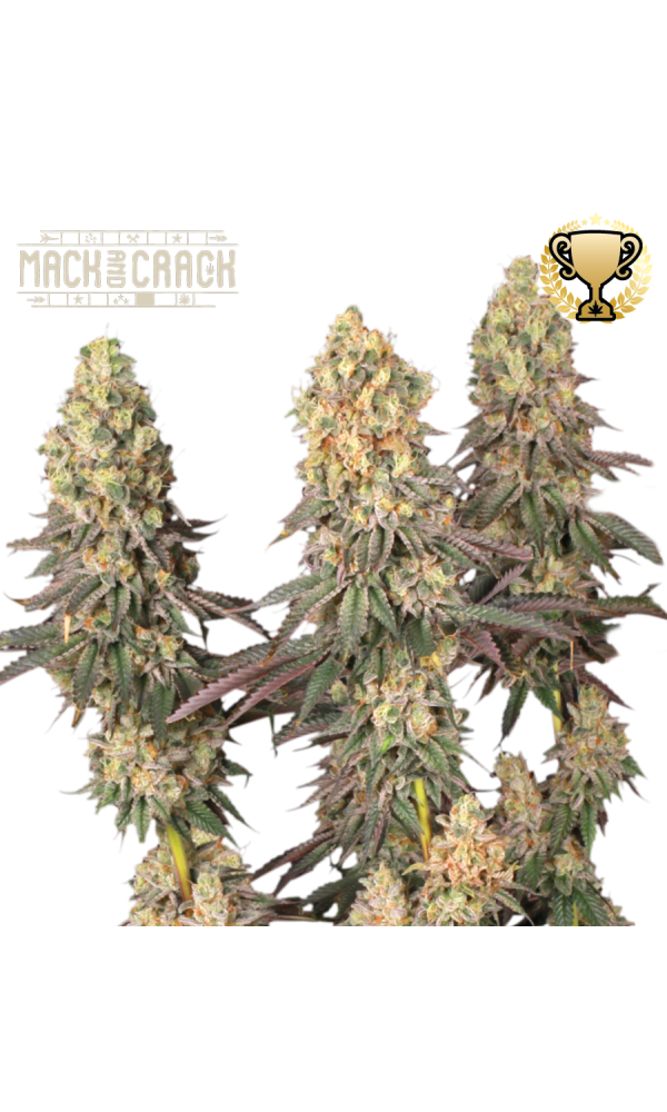Mack and Crack von Seedstockers