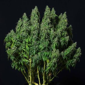 Magnum Auto Buddha Seeds