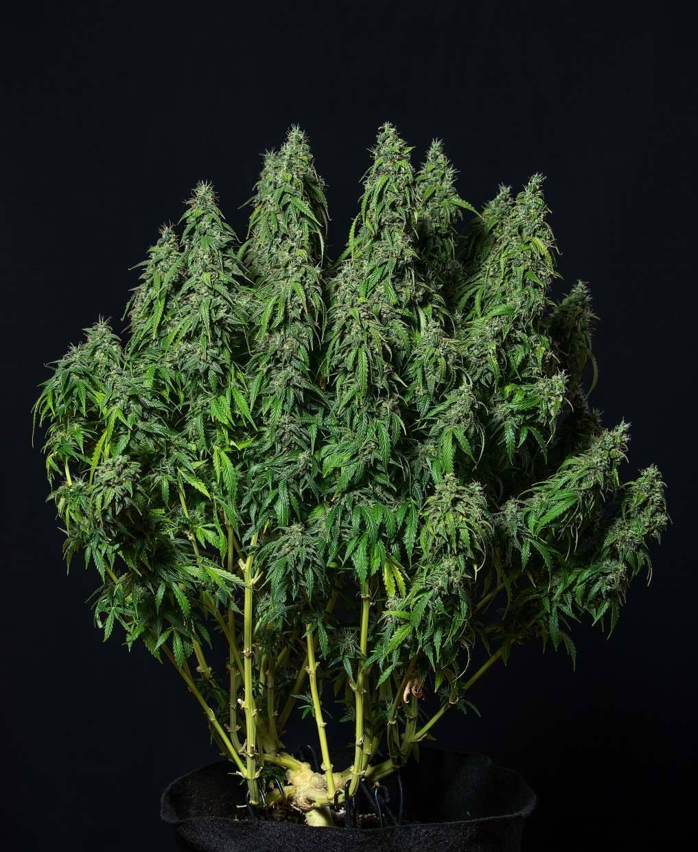 Magnum Auto Buddha Seeds