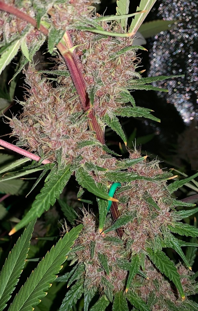 Malawi x PCK von ACE Seeds