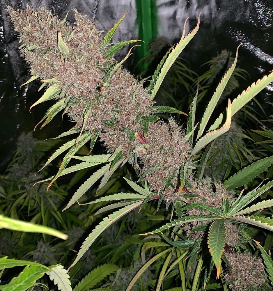 Malawi x PCK von ACE Seeds