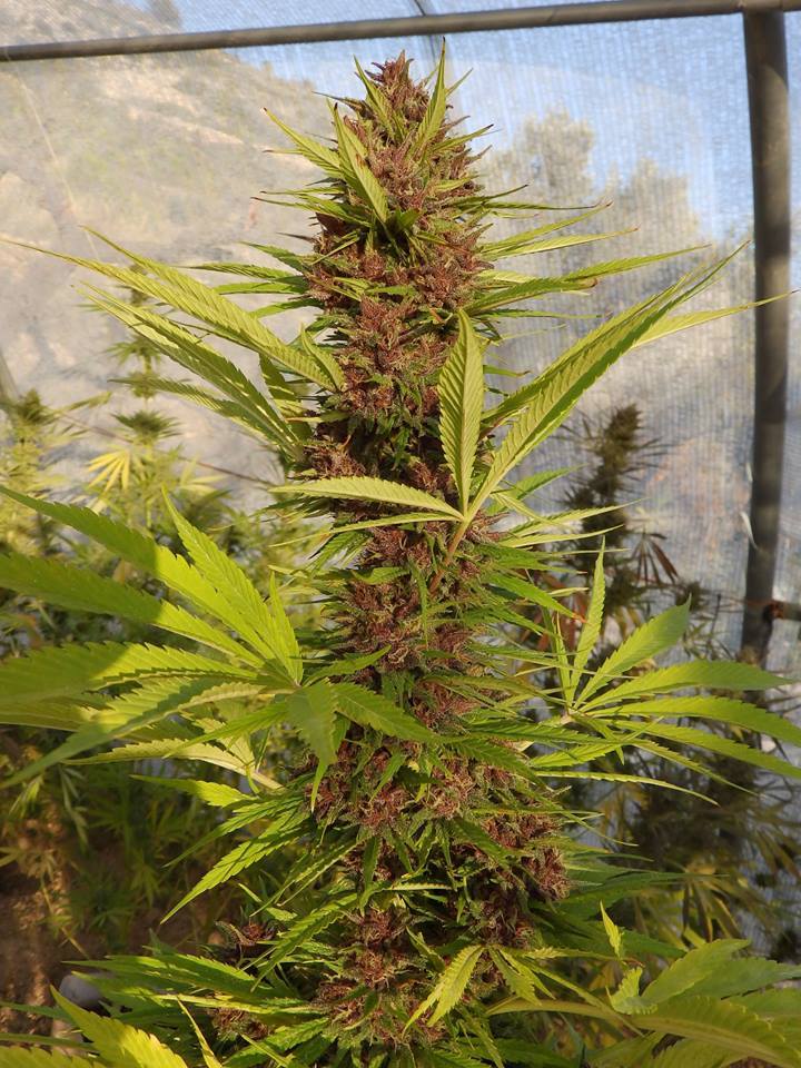 Malawi x PCK von ACE Seeds