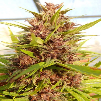 Malawi x PCK von ACE Seeds